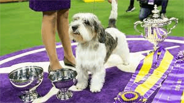 Buddy Holly, Westminster Kennel Club Dog Show에서 ‘최고의 개’ 우승으로 심사위원 열광