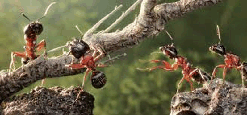 말이 현재의 모습을 가지게 되기까지 에는 6천만년이 걸렸다.  개미의 조상은 1억 5천만년 전에 살았는데 현재와 별로 다를 게 없다.