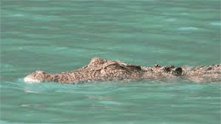 과학적 조사에 따르면 이스트 킴벌리(East Kimberley)의 바다악어 개체수가 증가하고 있는 것으로 나타났습니다