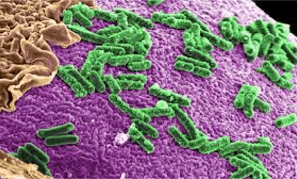 인간에게 테스트된 유전자 변형 박테리아가 일부 사람들의 장에 남아 있었습니다.