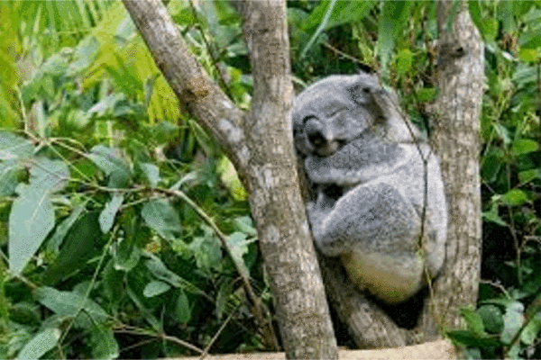 코알라는 하루에 단 10분만 땅에서 생명을 걸고 있는 것으로 추적 결과 나타났습니다.