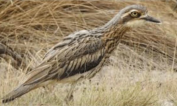 여우 박멸 후 필립 섬에 방생된 부시돌두루미 무리