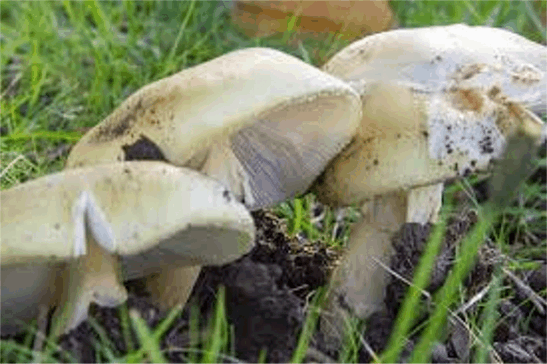 보험 비용 상승으로 버섯 채집 투어 ‘실현 불가능’해지고 있다