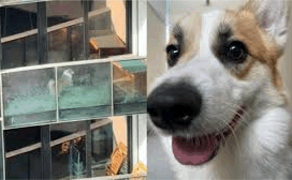 아파트 발코니에 ‘갇힌’ 코기 영상 공개로 우려 증폭