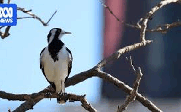 광공해로 인해 호주 까치와 같은 새들이 더 오랫동안 노래를 부르고 있습니다.