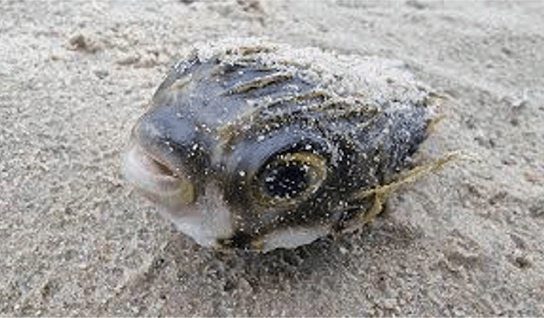 과학자들은 남호주의 독성 조류 개화에 대항할 무기를 찾기 위해 경쟁합니다.( South Australia toxic algal bloom)
