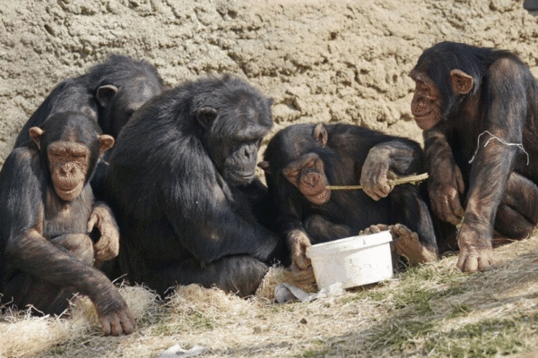 왜 우리는 침팬지와 그렇게 비슷할까?