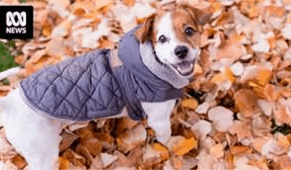 호주에서는 겨울에 개들이 실제로 재킷을 입어야 하나요?