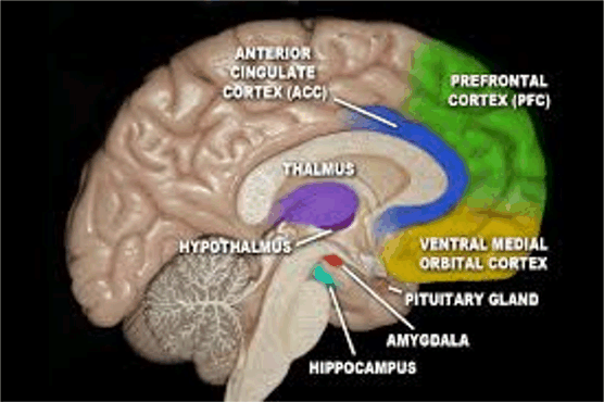 TV와 분노하고 분노하는 신이 뇌에 해를 끼치는 방식