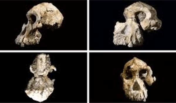 고대 원숭이부터 루시를 거쳐 우리에 이르기까지 인간 진화의 전체 이야기