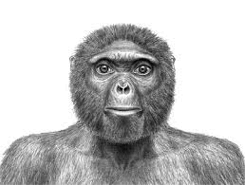 인류의 가장 오래된 조상이 공개됐다