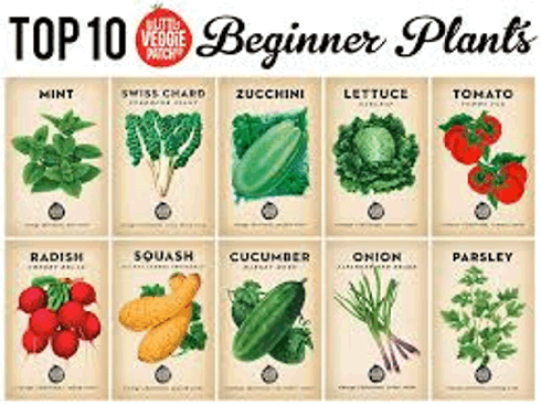 씨앗에서 쉽고 저렴하게 재배할 수 있는 야채와 허브