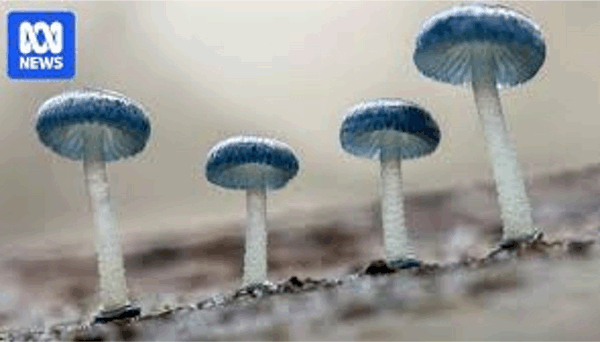 호주 토종 균류는 추운 날씨와 습한 날씨에 활발하게 활동합니다.
