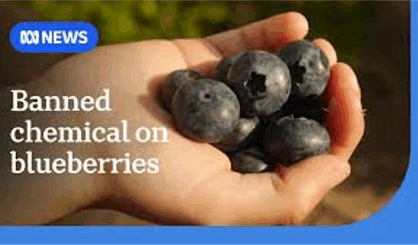 과학자, NSW 슈퍼마켓에서 판매되는 신선한 베리에서 금지된 화학 물질 발견