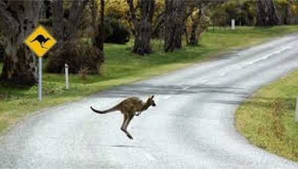 캥거루를 돕던 여성들이 휴메 고속도로에서 사망한 후 야생동물 사고 신고법에 대한 새로운 요구가 제기됨