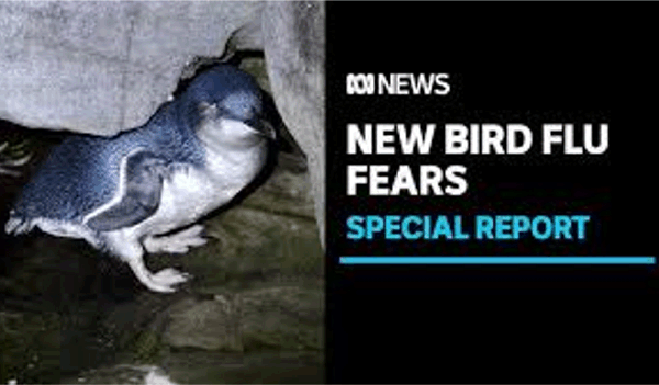 호주, 봄철 치명적인 H5 조류독감 위험 증가…전문가 경고