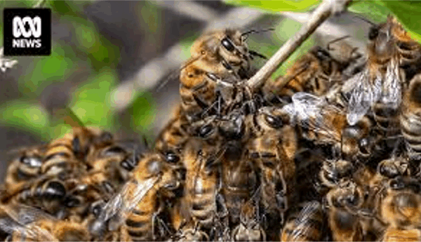 바로아 진드기 확산 속 토종벌 유인 주민 격려