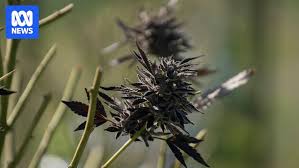 TGA는 아직 대부분의 의료용 대마 제품의 안전성을 조사하지 않았습니다.