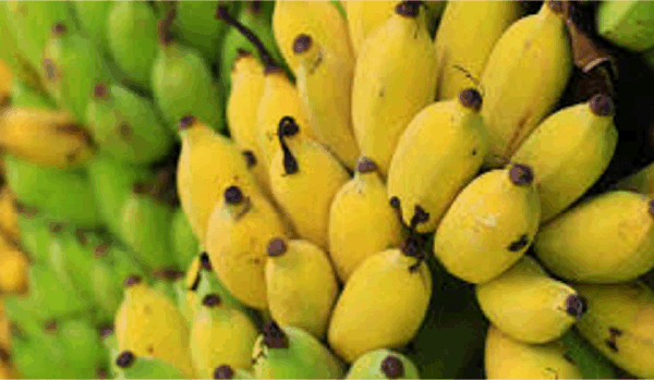 유전자 변형된 질병 저항성 호주산 바나나가 세계 작물 붕괴를 예방할 수 있는 방법